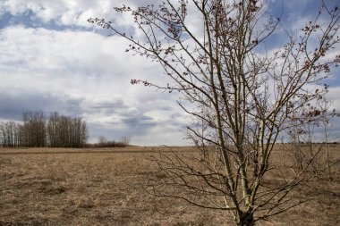 Doğanın basitliğini ve güzelliğini vurgulayan, uzun çimenlerin üzerinde duran birkaç yapraklı bir ağacın görüntüsü..