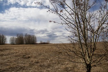 Arka planda mavi bir gökyüzü olan uzun, kuru otların olduğu bir resim. Çimenler rüzgarda esiyor. Manzarada bir hareket ve doğal güzellik hissi yaratıyor..