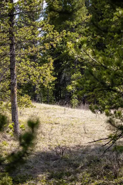 stock image View through pine tree branches, revealing dried grass in the clearing.