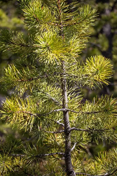 stock image Close-up shot highlighting the individual pine needles on a small pine tree.