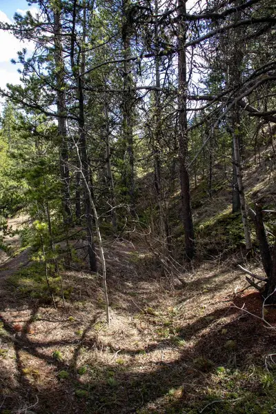 stock image A serene dirt path winds through a dense forest filled with tall pine trees.