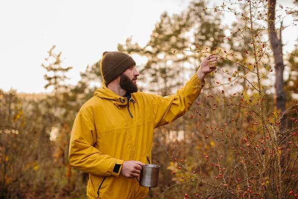 Überleben Freier Wildbahn Ein Mann Sammelt Hagebutten Wald — Stockfoto