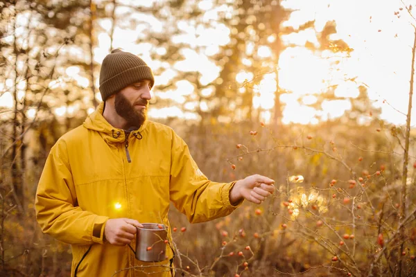 Выживание Дикой Природе Мужчина Собирает Шиповник Лесу — стоковое фото