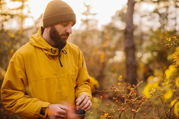 Survival Wild Man Collects Rose Hips Forest — Stock Photo, Image