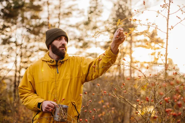 Выживание Дикой Природе Мужчина Собирает Шиповник Лесу — стоковое фото