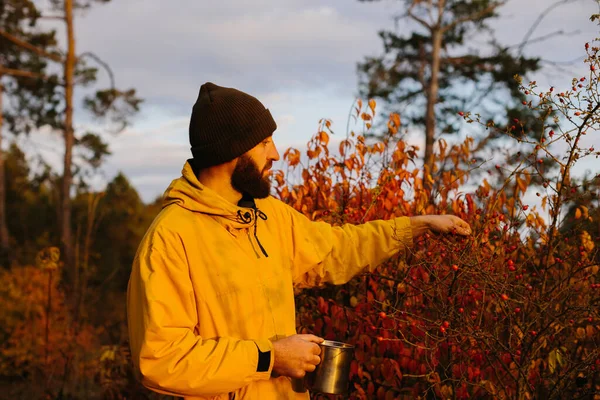 Survival in the wild. A man collects rose hips in the forest.