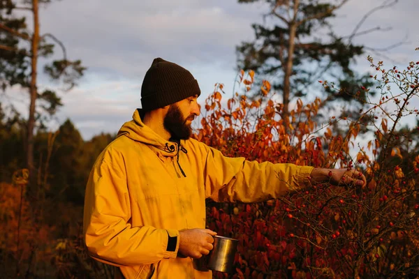 Survival in the wild. A man collects rose hips in the forest.