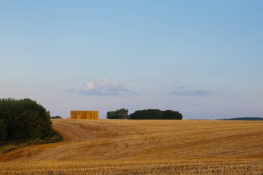 Gün batımında kendi buğday tarlam.