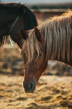 Gün batımında çayırda çalışan atların portresi. Atlar işten sonra dinlenir..