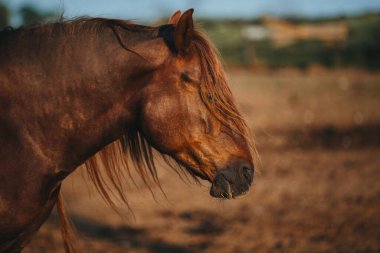 Gün batımında çalışan bir atın yakın plan portresi.