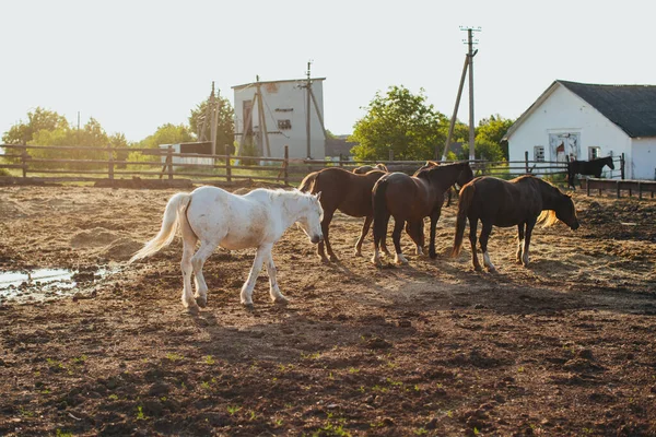 Лошади Ферме Закате Летом — стоковое фото