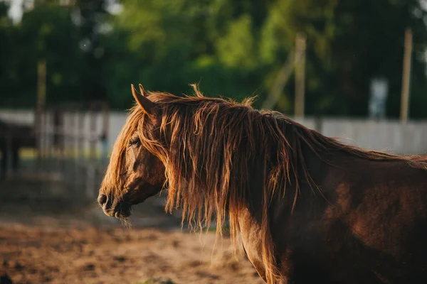 Portret Van Een Werkend Paard Het Dorp Bij Zonsondergang — Stockfoto