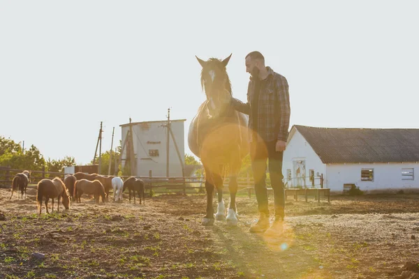 Genç Bir Çiftçi Çiftlikte Atlarla Çalışır — Stok fotoğraf