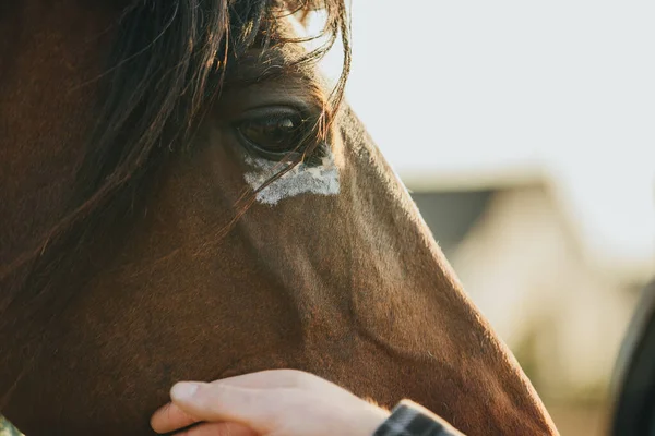 クローズアップ 農夫は馬の頭をストローク — ストック写真
