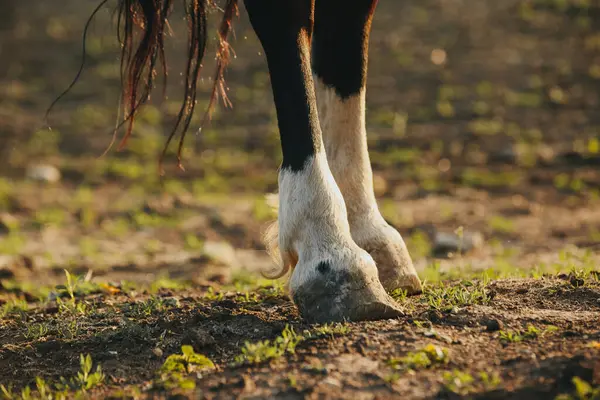Close Hooves Unshod Horse — Stock Photo, Image
