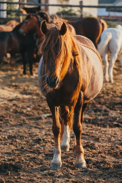 Konie Farmie Zachodzie Słońca Latem — Zdjęcie stockowe
