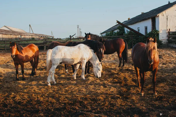 Koně Farmě Při Západu Slunce — Stock fotografie