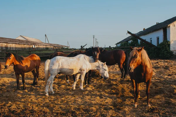 Paarden Een Paddock Een Ranch — Stockfoto