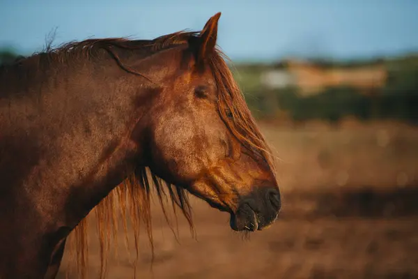Close Portrait Working Horse Sunset — Stock Photo, Image