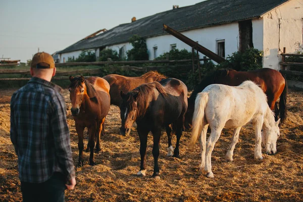 Een Jonge Boer Bij Een Kudde Paarden Een Boerderij Portret — Stockfoto