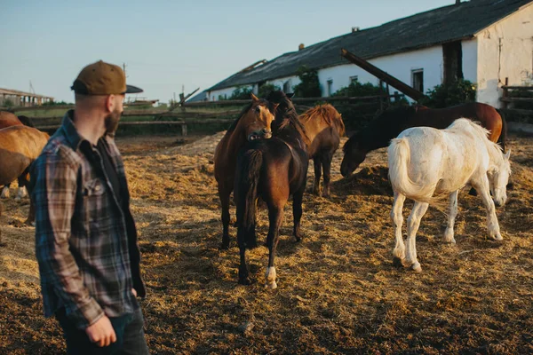 农场里一群马旁边的一个年轻农民 日落时一个留着胡子的年轻人在马的背景下的画像 — 图库照片