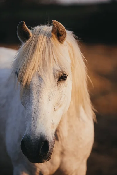 日没の作業馬のクローズアップ肖像画 — ストック写真