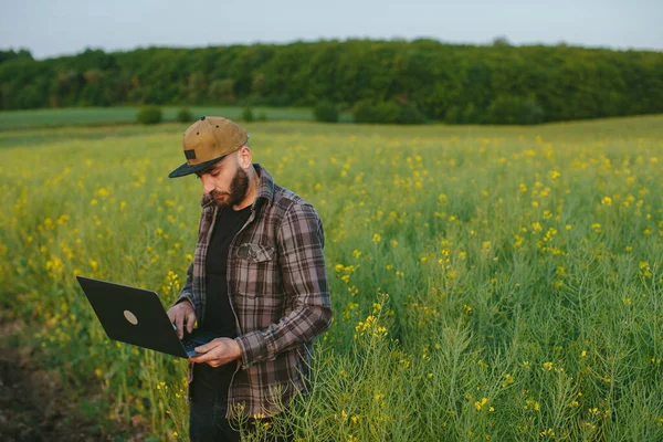 Bir tarım uzmanı çiftlikte yetişen kolza tohumlarını inceliyor. Tarım üretimi kavramı. Gün batımında kolza tarlasında dizüstü bilgisayarı olan bir çiftçi..