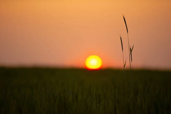 Закат Поле Зеленой Пшеницы Свежая Пшеница Крупным Планом — стоковое фото