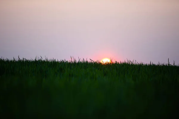 Закат Поле Зеленой Пшеницы Свежая Пшеница Крупным Планом — стоковое фото
