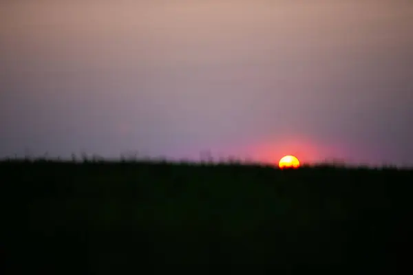 Sonnenuntergang Auf Einem Feld Aus Grünem Weizen Frisch Gekeimter Weizen — Stockfoto