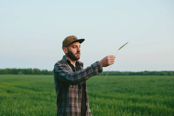 Farmer Wheat Field Sunset Agronomist Inspects Wheat Field Concept Growing — Stock Photo, Image