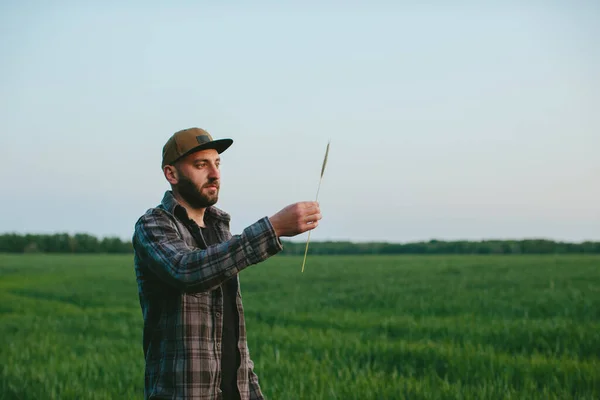 日没の小麦畑の農夫 アグロノミストは小麦畑を検査する 新しい作物を育てるコンセプト — ストック写真