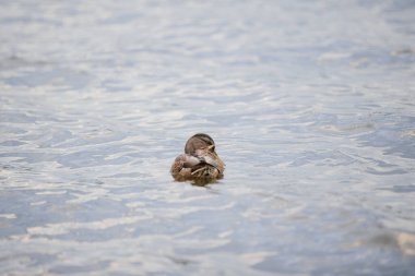 Bir ördek gölette yüzer. Sonbaharda mavi suyun arka planında vahşi ördek.
