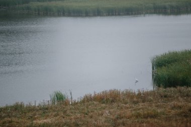 Bir gölet ve beyaz balıkçıl ile manzara
