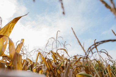 Sarı tarla, olgunlaşmış mısır yakın plan..