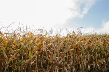 Sarı tarla, olgunlaşmış mısır yakın plan..