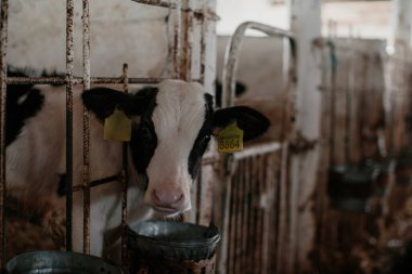 Çiftlikteki bir ahırda sarı kulaklıklı genç bir buzağı..