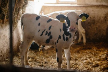 Çiftlikteki çiftlik ambarında duran sarı ve turuncu kulaklıklı küçük buzağılar..