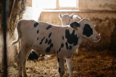 Çiftlikteki çiftlik ambarında duran sarı ve turuncu kulaklıklı küçük buzağılar..