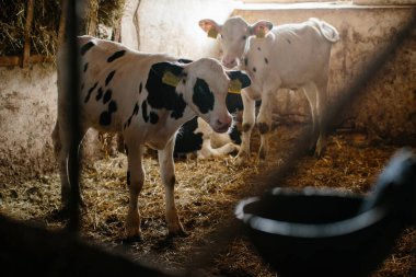 Süt çiftliğindeki ahırlardan dışarı bakan bir grup küçük inek. İnek ahırında buzağılar.