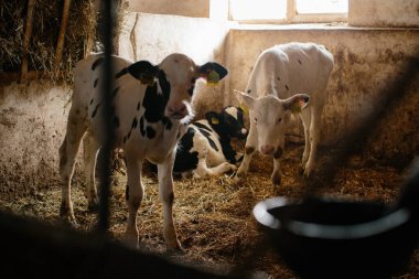 Süt çiftliğindeki ahırlardan dışarı bakan bir grup küçük inek. İnek ahırında buzağılar.