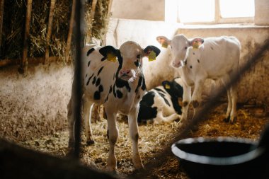 Süt çiftliğindeki ahırlardan dışarı bakan bir grup küçük inek. İnek ahırında buzağılar.
