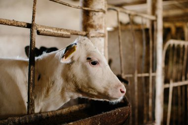 Süt çiftliğindeki bir ahırda özel dengeli bir besin yiyen şirin bir buzağı..