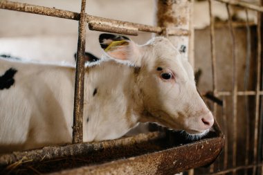 Süt çiftliğindeki bir ahırda özel dengeli bir besin yiyen şirin bir buzağı..