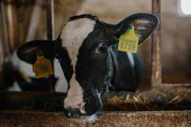 Genç, meraklı buzağılar bir ahırda kameraya bakıyor..
