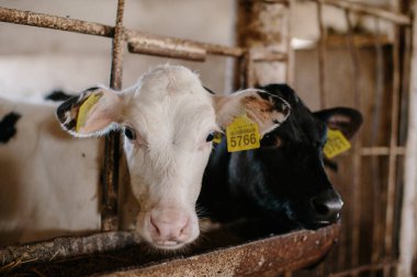 Genç, meraklı buzağılar bir ahırda kameraya bakıyor..