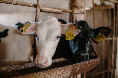 Genç, meraklı buzağılar bir ahırda kameraya bakıyor..