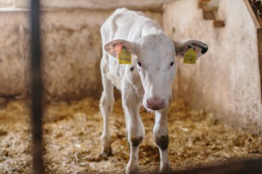 Beyaz, şirin bir buzağı ahırda samanların üzerinde duruyor..