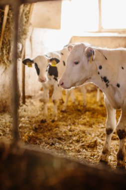Süt çiftliğinde haftalık genç buzağılar.