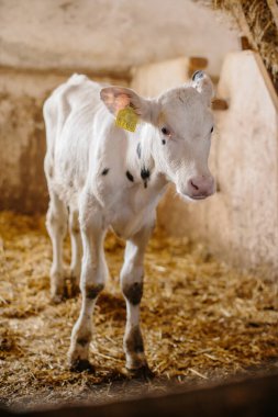 Beyaz, şirin bir buzağı ahırda samanların üzerinde duruyor..
